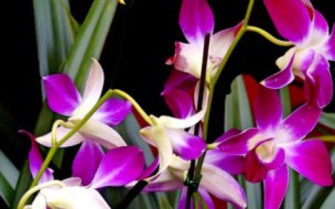 什么（墨兰的寓意）