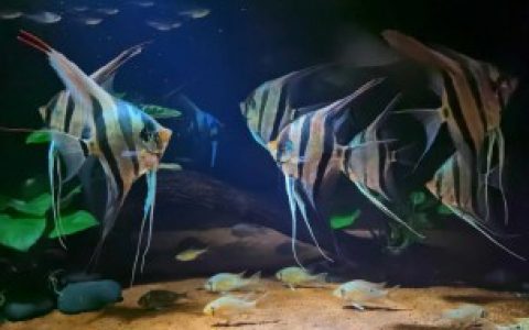 【埃及鱼用什么钓最好】埃及鱼用哪种钓最好