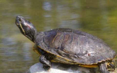 【宠物乌龟能不能带上火车】宠物乌龟能带上火车吗