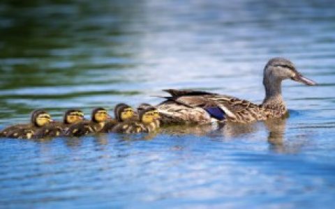 中元节为什么吃鸭 中元节为啥吃鸭