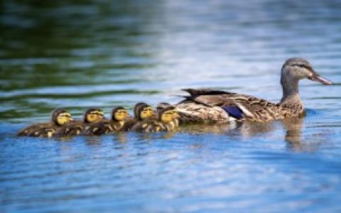街头做鸭子的原料是什么 制作北京烤鸭需要哪些原料