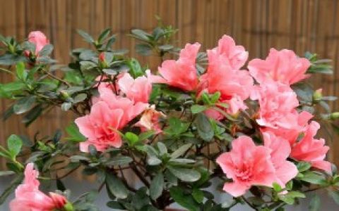 杜鹃花如何种植（杜鹃花应该如何种植）