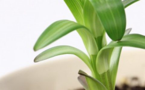 百合花叶子发黄怎么办（百合花叶子黄了怎么救）