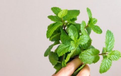 栀子花可以和薄荷泡水喝吗（栀子花能不能和薄荷泡水喝）