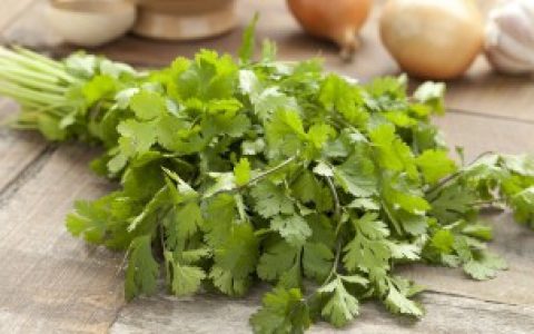 【冷库储存香菜的最佳是多少温度】冷库储存香菜的最佳温度