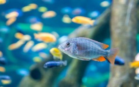 【如何放生鱼】用什么布施河里的鱼最好