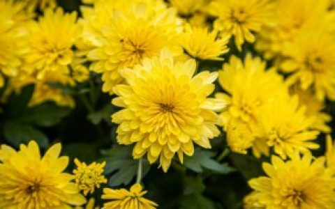 室内适合养菊花吗 室内适不适合养菊花