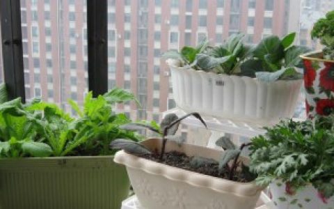 窗台放花盆有讲究吗 窗台放花盆的讲究