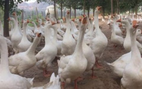 鹅是怎么受精繁殖 鹅如何受精繁殖