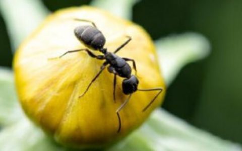 抓了一只蚁后怎么养 抓了一只蚁后如何养