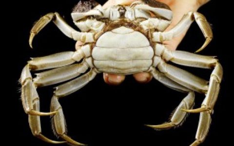 螃蟹死在家里找不到了会不会臭（螃蟹死在家里找不到了会臭吗）