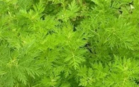 吃臭蒿的好处介绍（臭蒿可以吃吗）