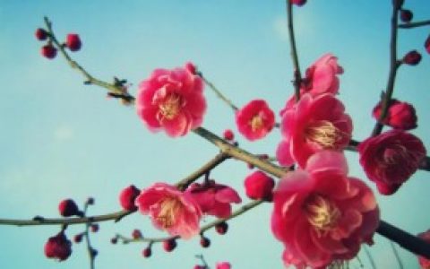 奥梅花的花语 奥梅花有哪些花语