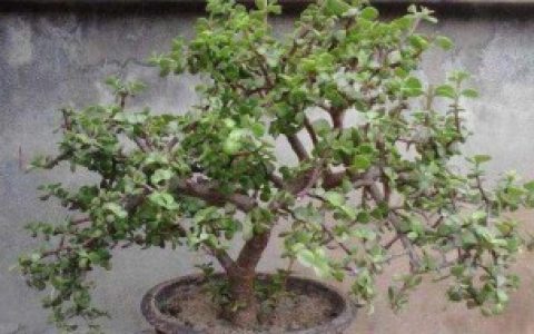 金技玉叶秋天可以换盆吗 金技玉叶秋天能换盆吗