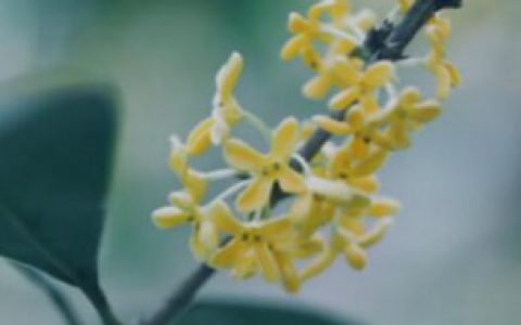 阜阳适合养什么花 阜阳适合养啥花