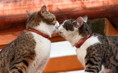 猫咪脚踝掉毛怎么处理 猫咪脚踝掉毛如何处理