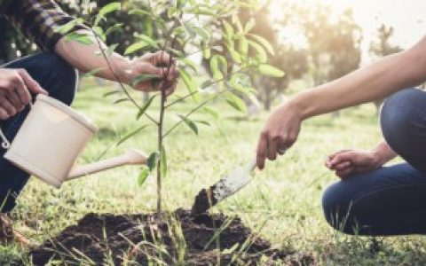 平安树夏天可以剪枝吗 可以在夏天给平安树剪枝吗