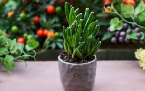 去除异味的最好办法（去除异味的最好办法介绍）