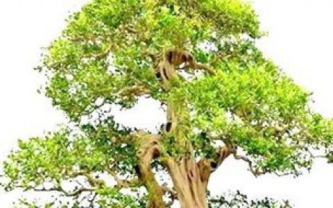 九里香种植方法（九里香老桩怎么种）