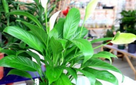 白掌的寓意（白掌的寓意是啥）