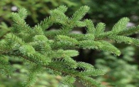 柏树的种类（盘点柏树的种类）