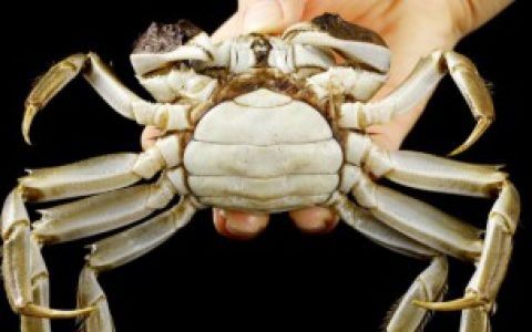 【冷冻活体大闸蟹保存的时间】冷冻活体大闸蟹可以放多久