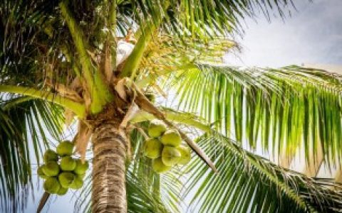 椰子树如何种植,椰子树怎么种