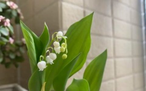 【铃兰是什么时候开花】铃兰花几月份开花