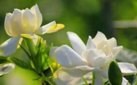 栀子花有哪些使用方法（栀子花的食用方法）