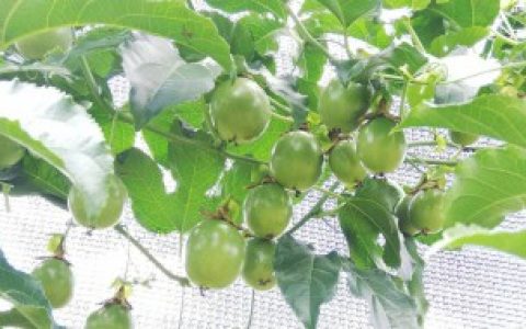 西番莲种子如何种（西番莲种子怎么种）