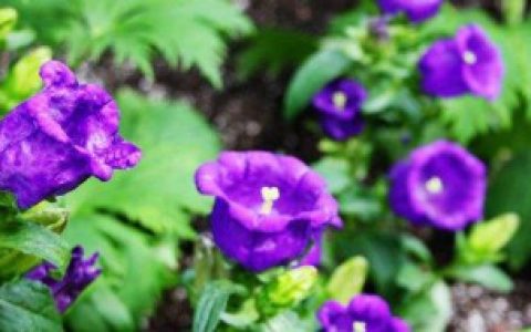 紫风铃花语是什么 紫风铃花语介绍