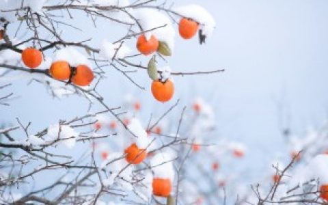 梦见柿子树 梦见柿子树的寓意