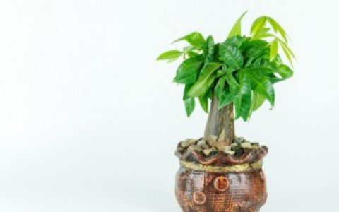 发财树枝可以插活吗（发财树枝能插活吗）