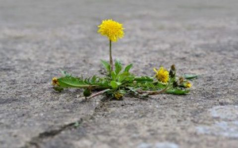 鲜蒲公英如何保存（鲜蒲公英怎么保存）