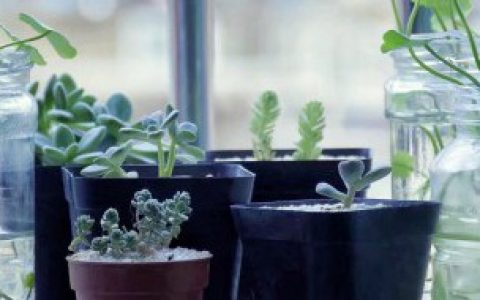 养在室内的花有哪些（哪些花适合养在室内）