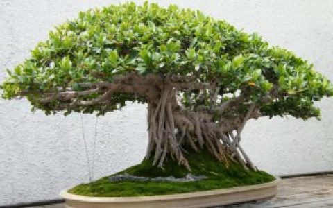 【人参榕适合放在卧室吗】能不能在卧室养人参榕