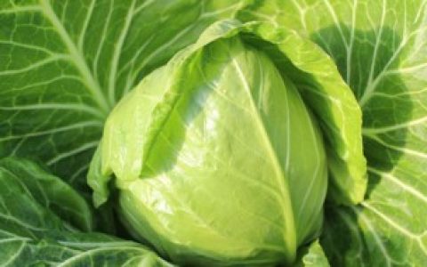 【青甘蓝与卷心菜的区别】青甘蓝与卷心菜的区别有什么