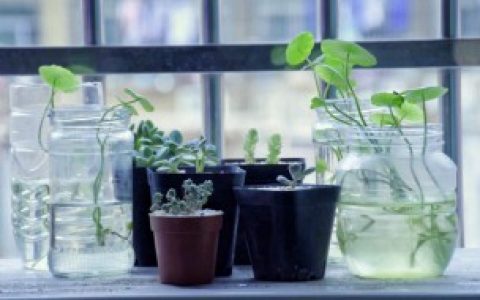 什么植物适合水培（适合水培的植物）