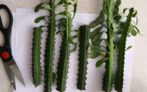 龙骨怎么扦插,龙骨的扦插方法