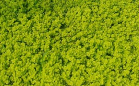 金叶过路黄怎么养,金叶过路黄的养殖方法