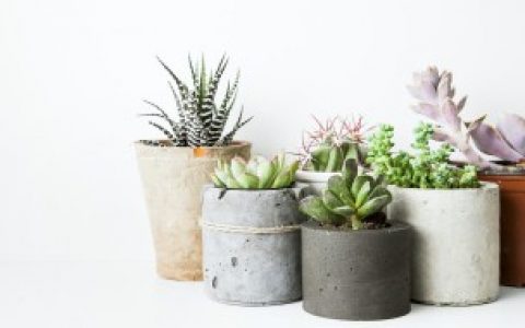 玉蝶多肉怎么养,玉蝶怎么养