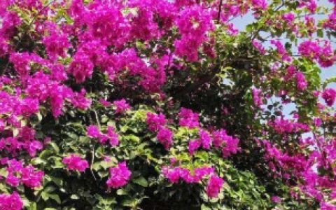 阳台种三角梅风水好不好,阳台种三角梅风水好吗