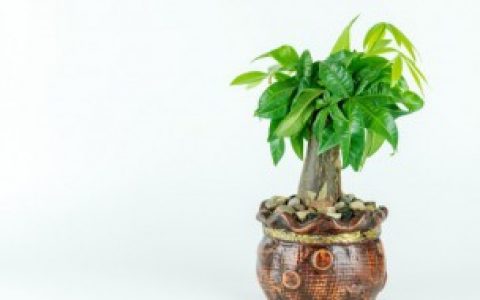 【幸福树如何养殖】幸福树怎么养殖