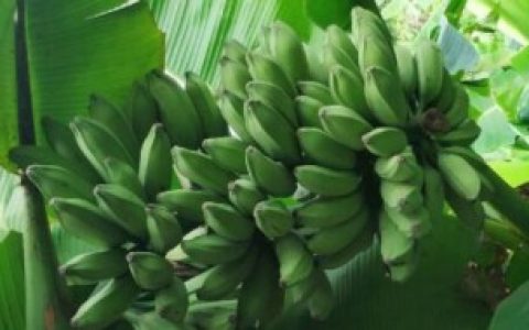 【芭蕉结的果实可不可以吃】芭蕉结的果实可以吃吗