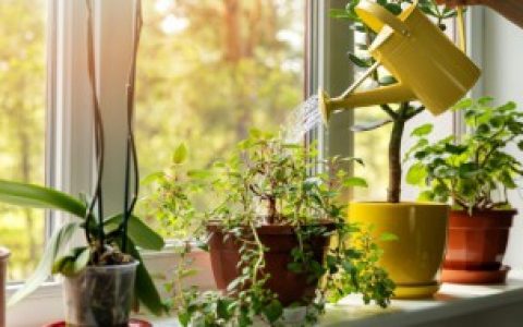 客厅植物展示风水（客厅植物展示风水讲究）