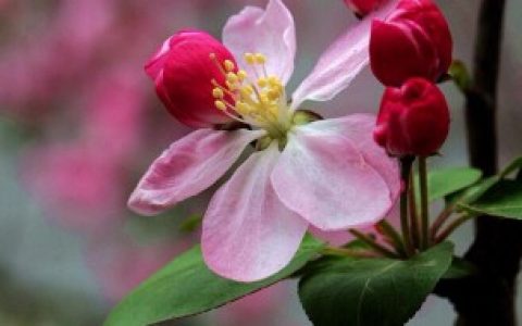 家里养海棠花不吉利真的吗（家里养海棠花会怎么样呢）