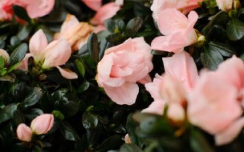 怎么养殖杜鹃（杜鹃花春天如何养殖）