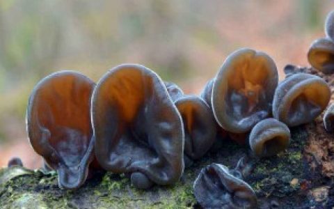 木耳泡发以后保存方法（木耳泡发以后怎样保存）