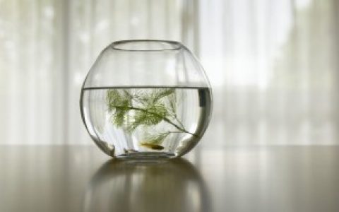 【草鱼缸长青苔如何清理】草鱼缸长青苔怎么清理