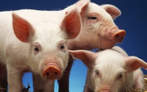 猪尾叉骨在哪个部位,猪尾叉骨是哪个部位的肉